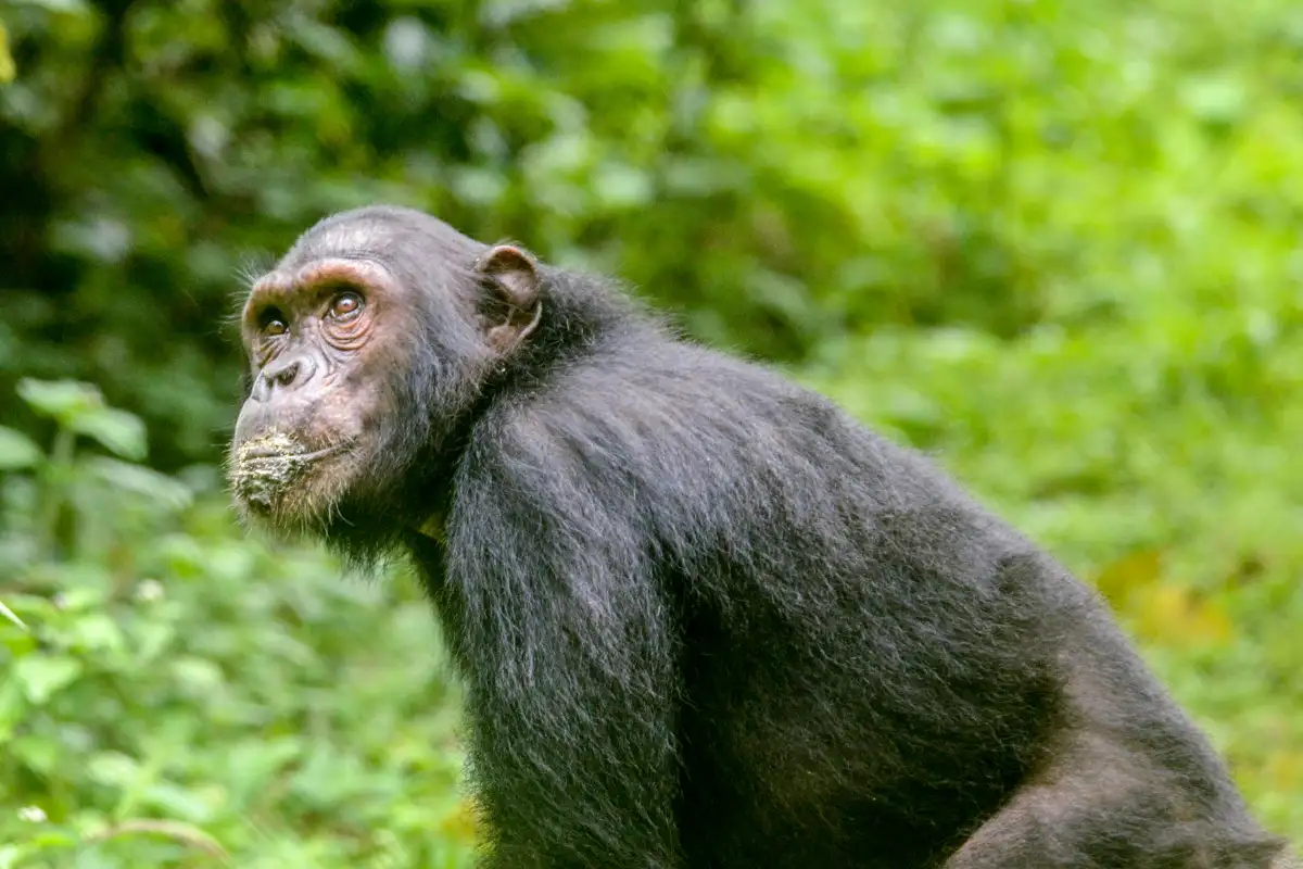               The human-like safaris